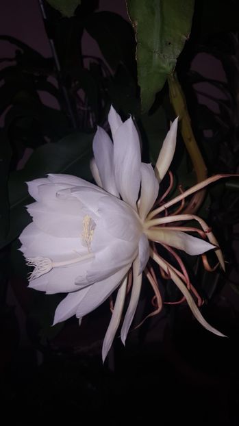  - epiphylum oxipetalum