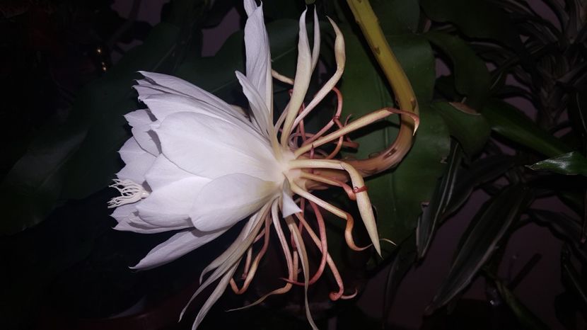  - epiphylum oxipetalum