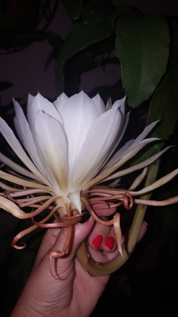  - epiphylum oxipetalum