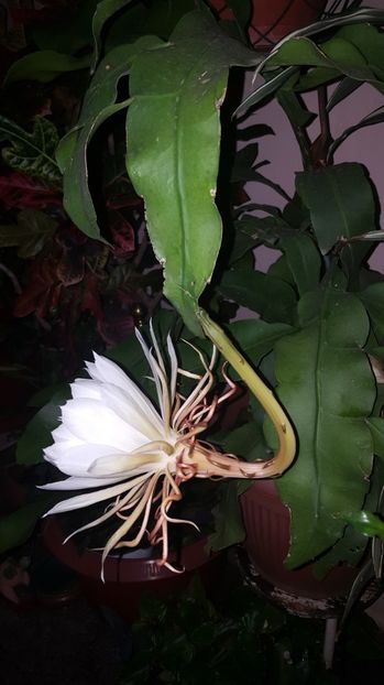  - epiphylum oxipetalum