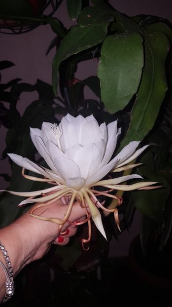  - epiphylum oxipetalum