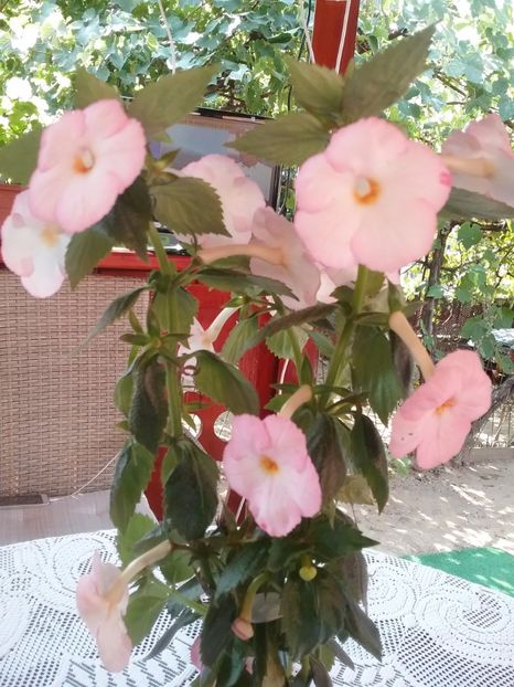  - Vie en Rose