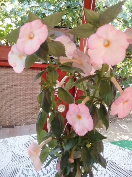  - Vie en Rose