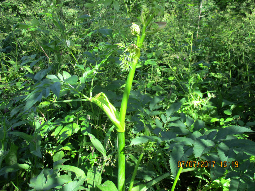 Angelica pt Alpine-9 - PLANTE SI FRUNZE DE ARBORI IN HRANA CAPRELOR
