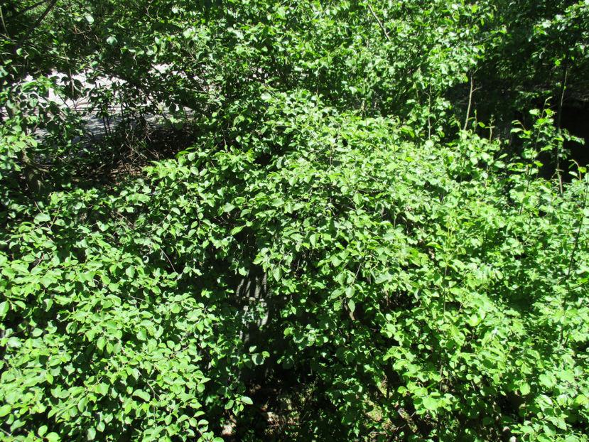 Arin de munte - PLANTE SI FRUNZE DE ARBORI IN HRANA CAPRELOR