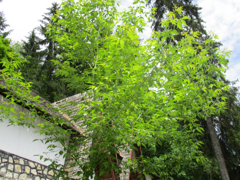 Artar american frumos-y65 - PLANTE SI FRUNZE DE ARBORI IN HRANA CAPRELOR