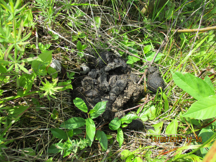 Balega de urs-6y - PLANTE SI FRUNZE DE ARBORI IN HRANA CAPRELOR