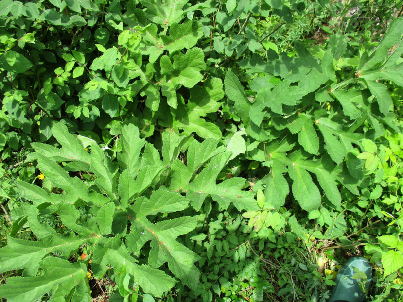 Branca-Ursului desigur-3 - PLANTE SI FRUNZE DE ARBORI IN HRANA CAPRELOR
