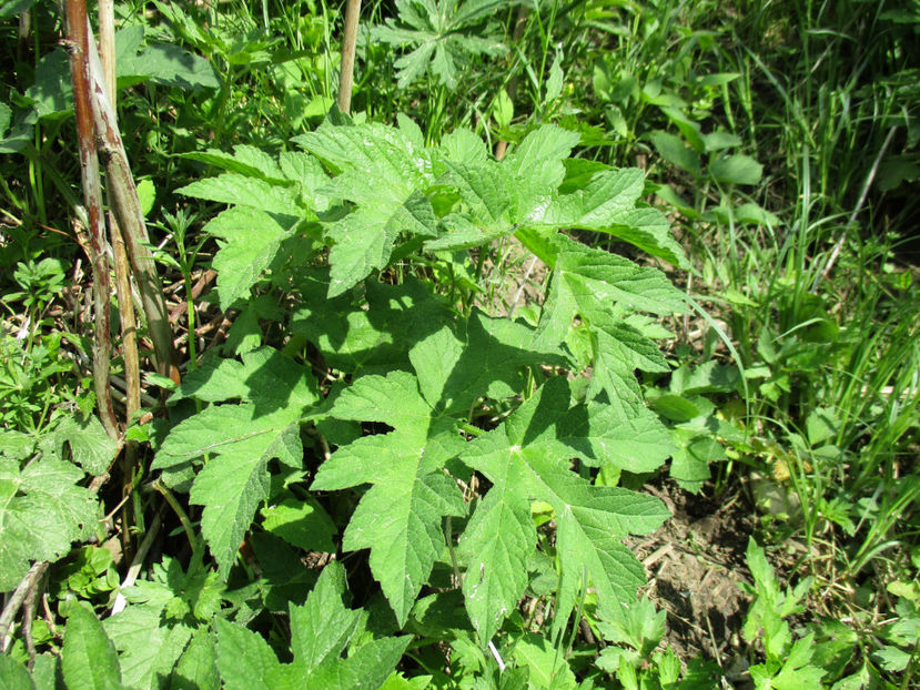 Branca-ursului-5 - PLANTE SI FRUNZE DE ARBORI IN HRANA CAPRELOR