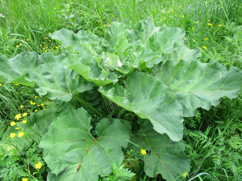Brusture il mananca iarna uscat caprele - PLANTE SI FRUNZE DE ARBORI IN HRANA CAPRELOR