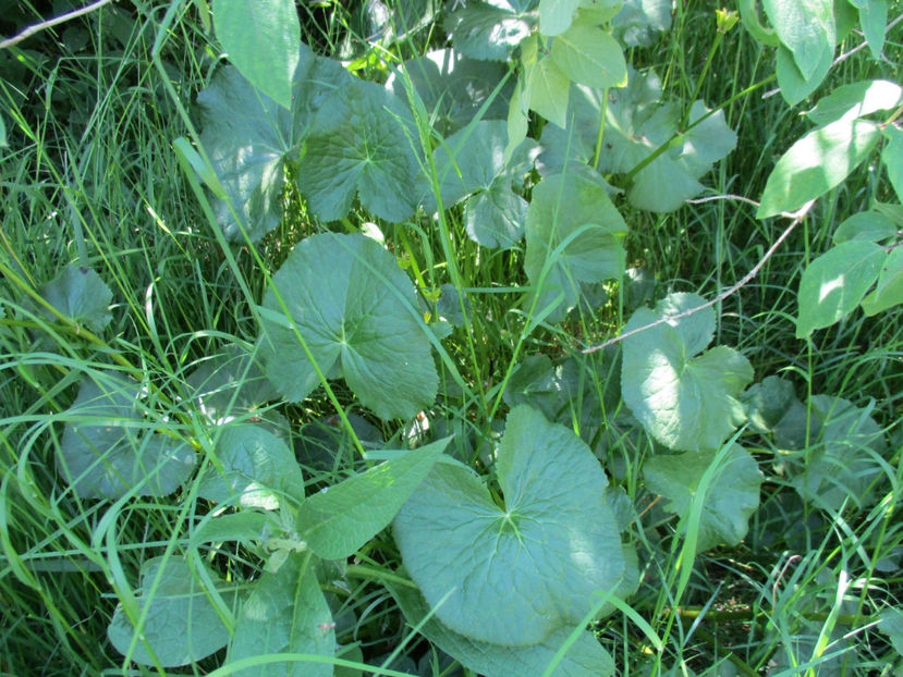 Calcea calului-4c - PLANTE SI FRUNZE DE ARBORI IN HRANA CAPRELOR