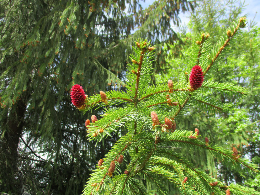 conuri  bune pt raceala - PLANTE SI FRUNZE DE ARBORI IN HRANA CAPRELOR