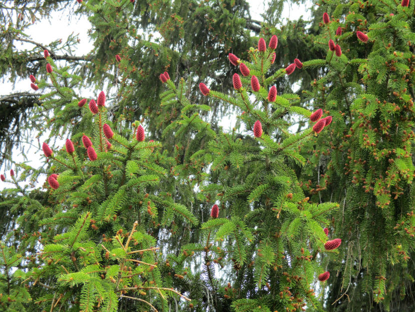 conuri de conuri-43 - PLANTE SI FRUNZE DE ARBORI IN HRANA CAPRELOR