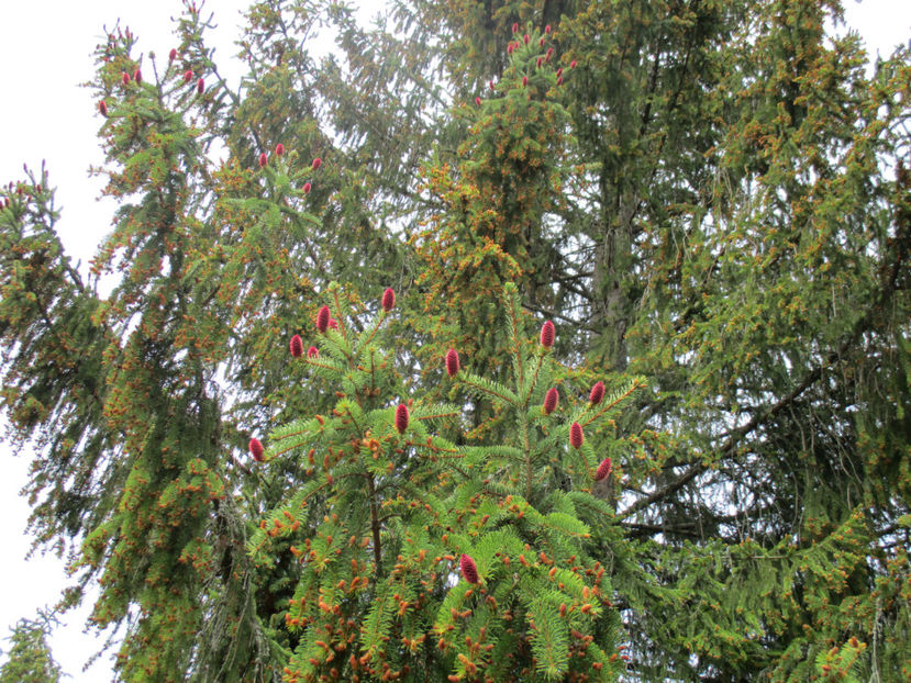 conuri de molid-100% - PLANTE SI FRUNZE DE ARBORI IN HRANA CAPRELOR