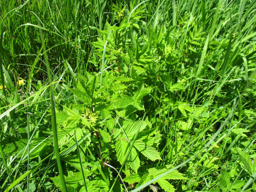 Cretisoara planta medicinala - PLANTE SI FRUNZE DE ARBORI IN HRANA CAPRELOR