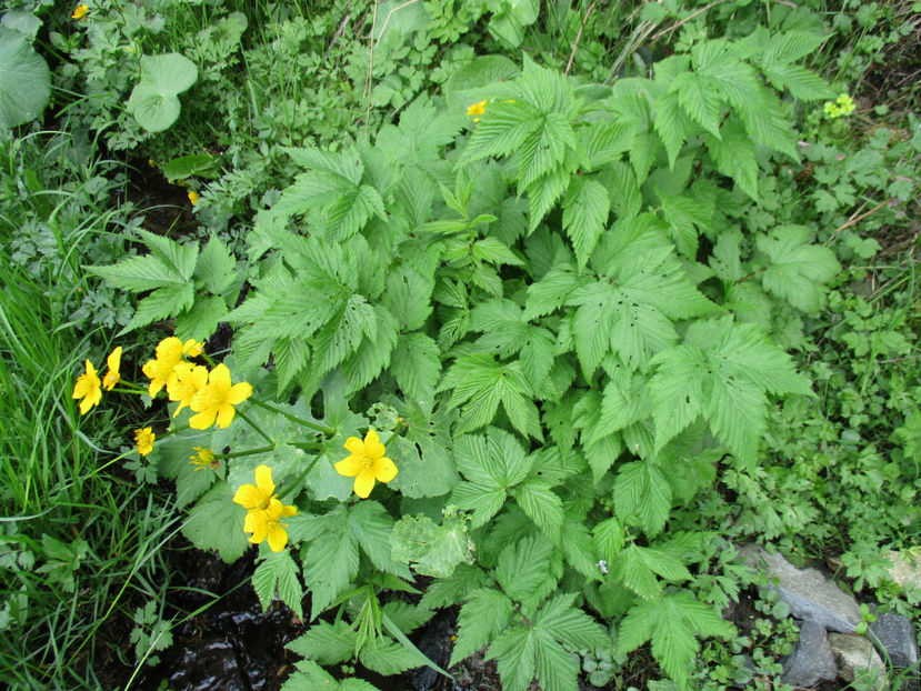 Cretusca  langa izvor - PLANTE SI FRUNZE DE ARBORI IN HRANA CAPRELOR