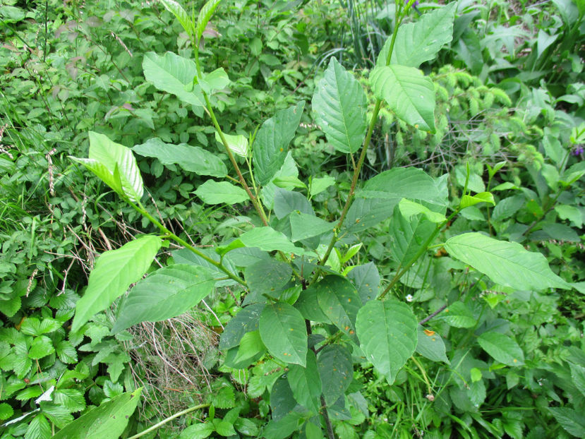 Crusin bun la constipatie - PLANTE SI FRUNZE DE ARBORI IN HRANA CAPRELOR