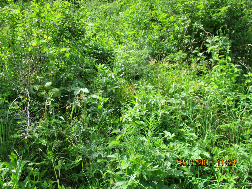 de toate pt capre-du7 - PLANTE SI FRUNZE DE ARBORI IN HRANA CAPRELOR