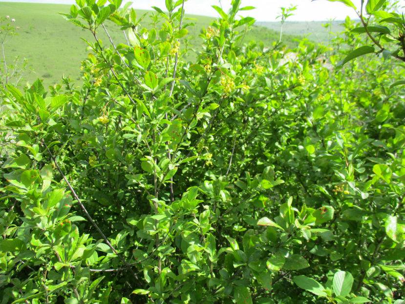 Dracila infloreste - PLANTE SI FRUNZE DE ARBORI IN HRANA CAPRELOR