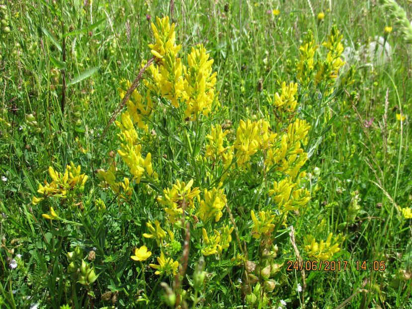 Drobita inflorita frumos - PLANTE SI FRUNZE DE ARBORI IN HRANA CAPRELOR