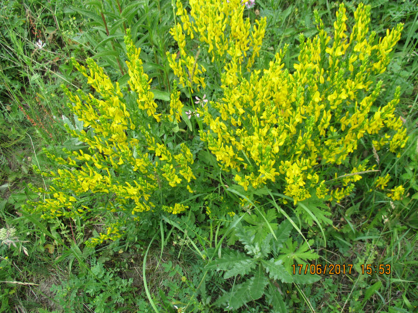 Flori de Drobita-fs76 - PLANTE SI FRUNZE DE ARBORI IN HRANA CAPRELOR
