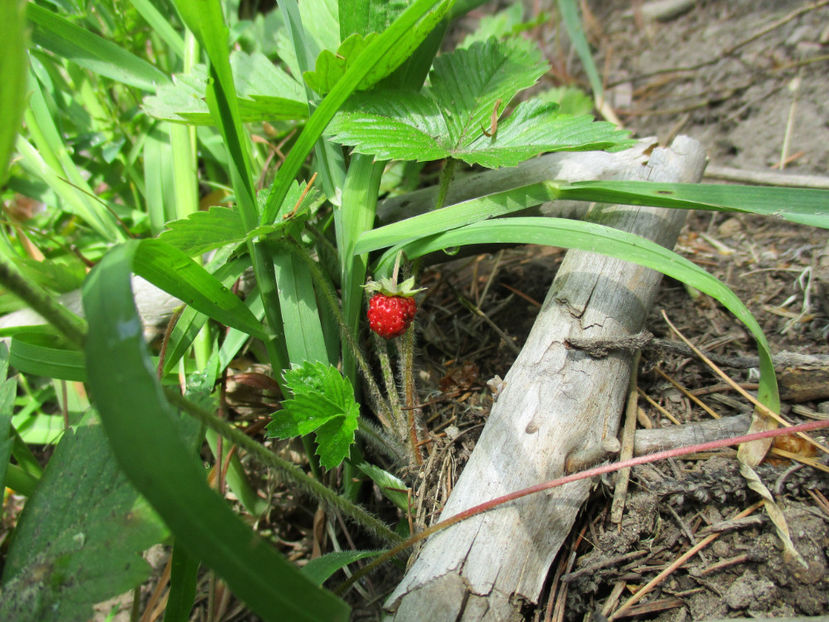 Fraguta coapta-6np - PLANTE SI FRUNZE DE ARBORI IN HRANA CAPRELOR