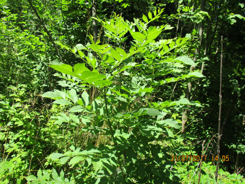 Frasin verde intens-6 - PLANTE SI FRUNZE DE ARBORI IN HRANA CAPRELOR
