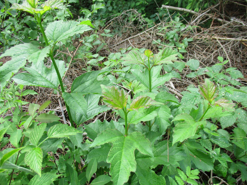 Frunze de Calin-5ds - PLANTE SI FRUNZE DE ARBORI IN HRANA CAPRELOR