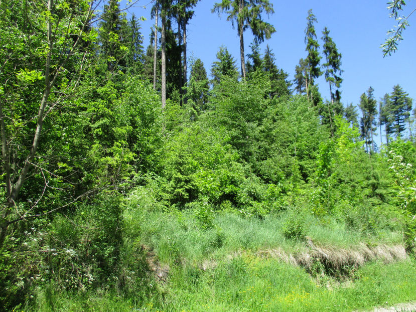 frunzis cat vrei - PLANTE SI FRUNZE DE ARBORI IN HRANA CAPRELOR