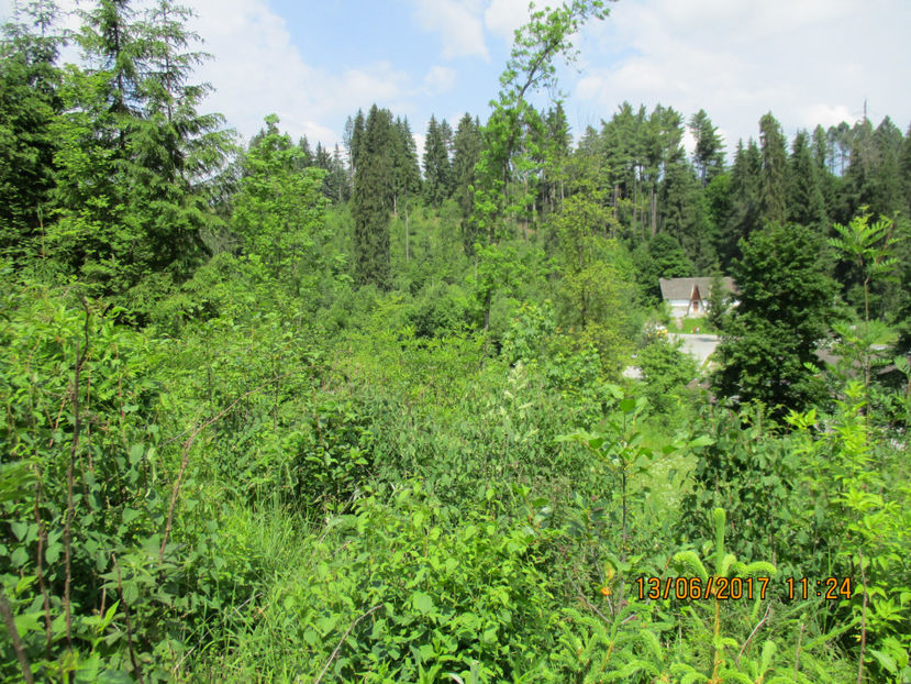 Frunzis la capre cat vrei-h77 - PLANTE SI FRUNZE DE ARBORI IN HRANA CAPRELOR