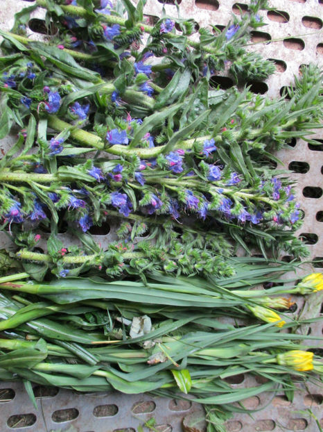 Iarba sarpelui cu florile albastre si barba caprei - PLANTE SI FRUNZE DE ARBORI IN HRANA CAPRELOR