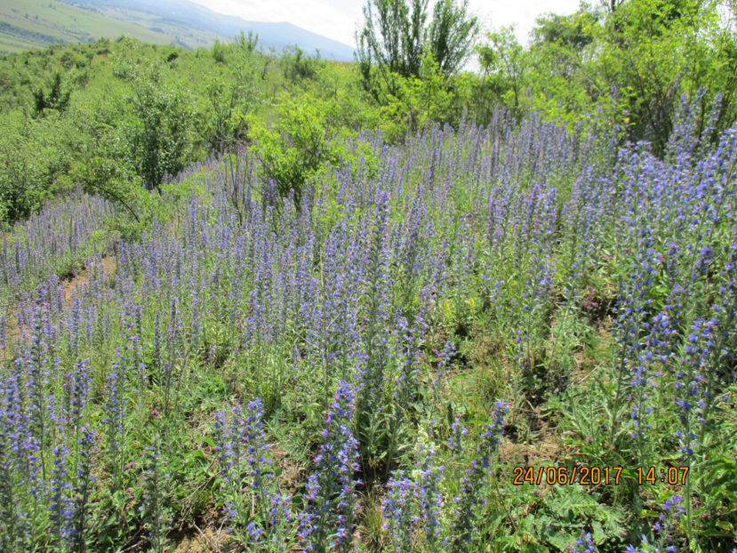 Iarba-Srpelui-bx6 - PLANTE SI FRUNZE DE ARBORI IN HRANA CAPRELOR