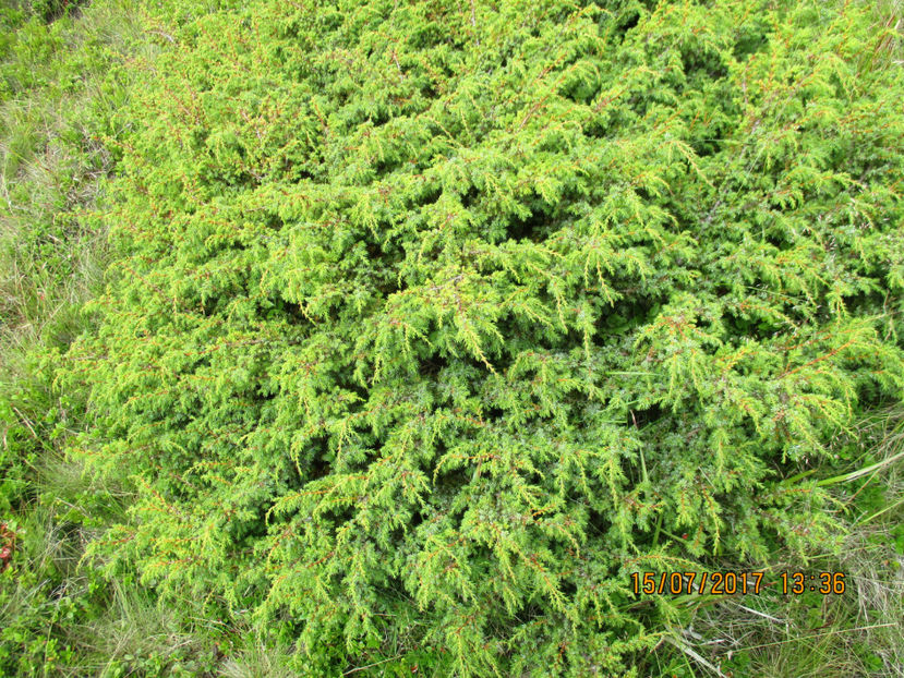 Ienupar pitic de munte - PLANTE SI FRUNZE DE ARBORI IN HRANA CAPRELOR