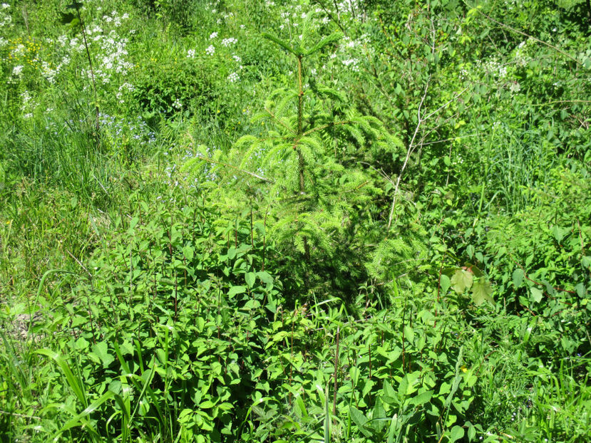 Ierburi grase si cetina de molid - PLANTE SI FRUNZE DE ARBORI IN HRANA CAPRELOR