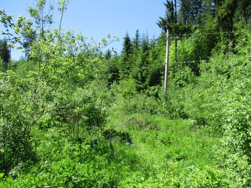 Locuri de pascut pt capre-35 - PLANTE SI FRUNZE DE ARBORI IN HRANA CAPRELOR