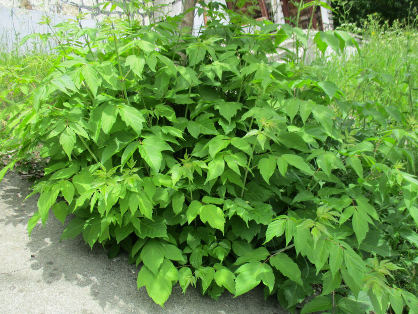 Lujeri de Artar american-4 - PLANTE SI FRUNZE DE ARBORI IN HRANA CAPRELOR