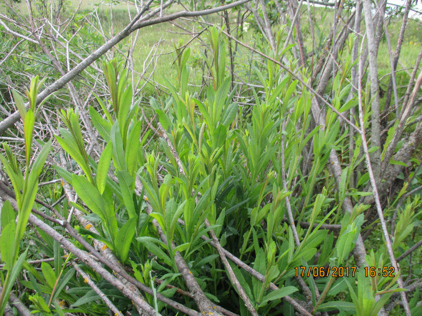 Lujeri de salcie-rosie-hg7 - PLANTE SI FRUNZE DE ARBORI IN HRANA CAPRELOR