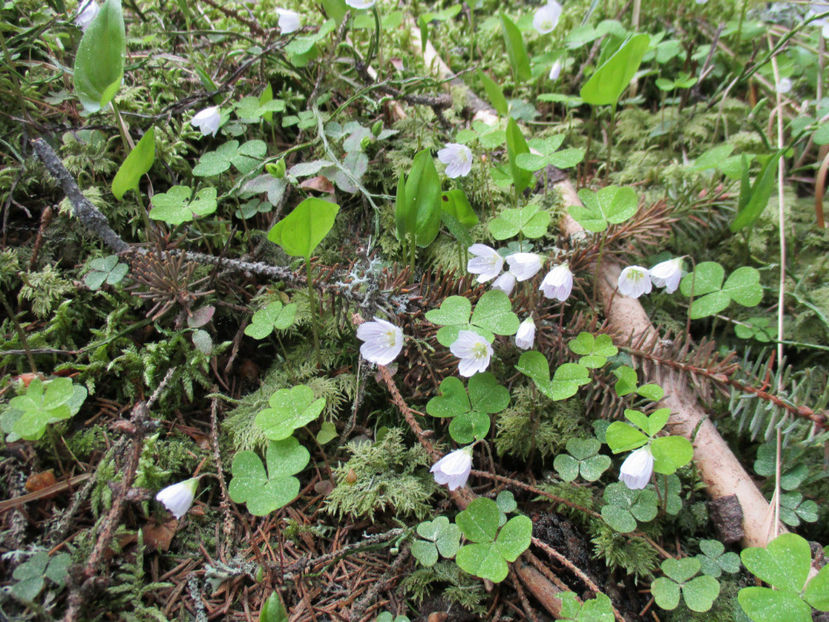 Macrisul iepurelui -d6p - PLANTE SI FRUNZE DE ARBORI IN HRANA CAPRELOR