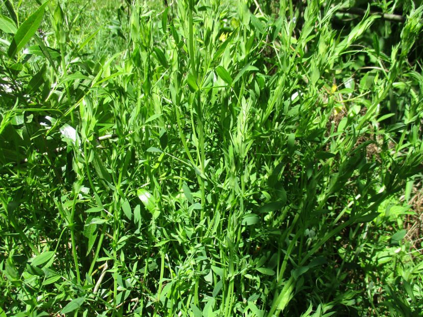 Mazarichea  grasa - PLANTE SI FRUNZE DE ARBORI IN HRANA CAPRELOR