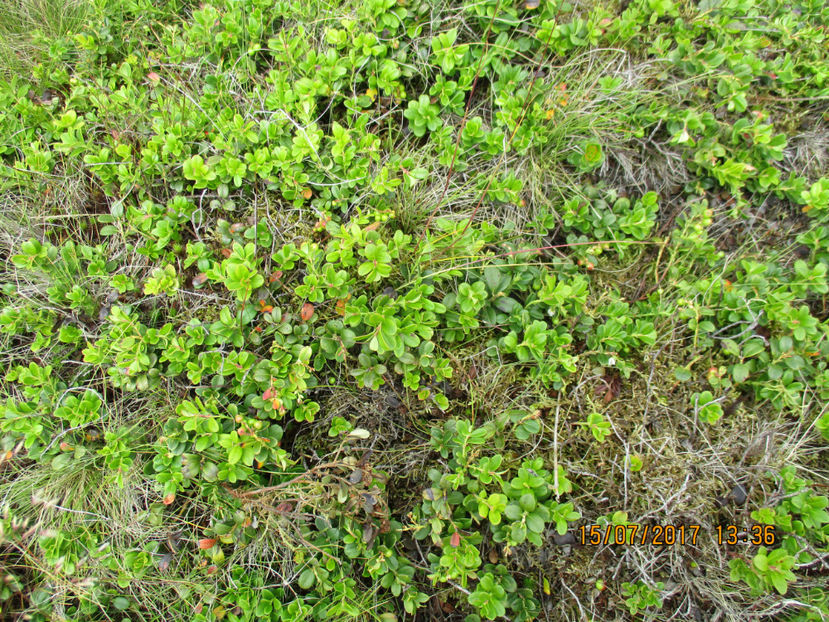 Merisoare si afin - PLANTE SI FRUNZE DE ARBORI IN HRANA CAPRELOR