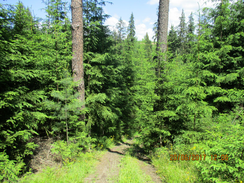 Molizi si pini uriasi - PLANTE SI FRUNZE DE ARBORI IN HRANA CAPRELOR