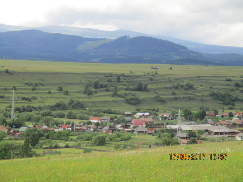 Nori in Calimani , Higeul si Valea Toplitei - PLANTE SI FRUNZE DE ARBORI IN HRANA CAPRELOR