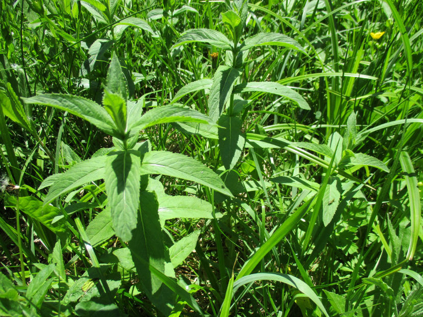 o planta cu flori galbene - PLANTE SI FRUNZE DE ARBORI IN HRANA CAPRELOR