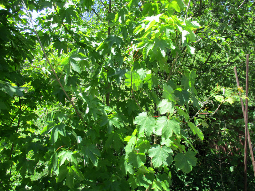Paltin de munte-7u - PLANTE SI FRUNZE DE ARBORI IN HRANA CAPRELOR