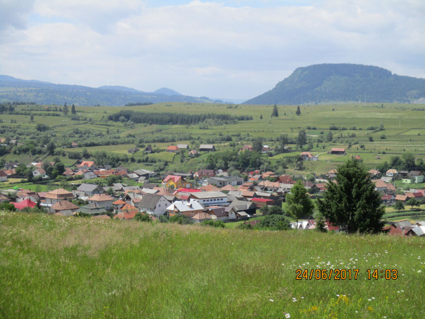 Pe deal dupa frunze,,,, - PLANTE SI FRUNZE DE ARBORI IN HRANA CAPRELOR