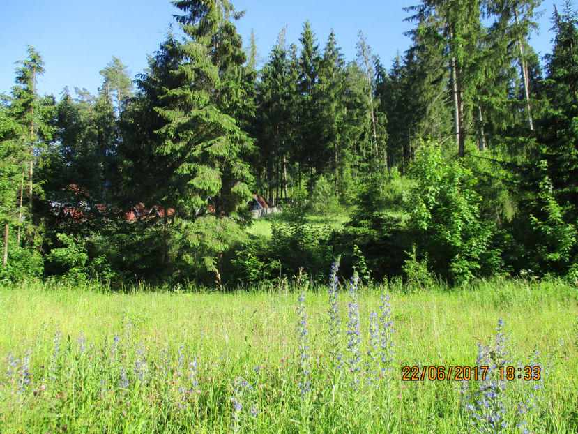 Peisaj cu Iarba-Sarpelui-33 - PLANTE SI FRUNZE DE ARBORI IN HRANA CAPRELOR