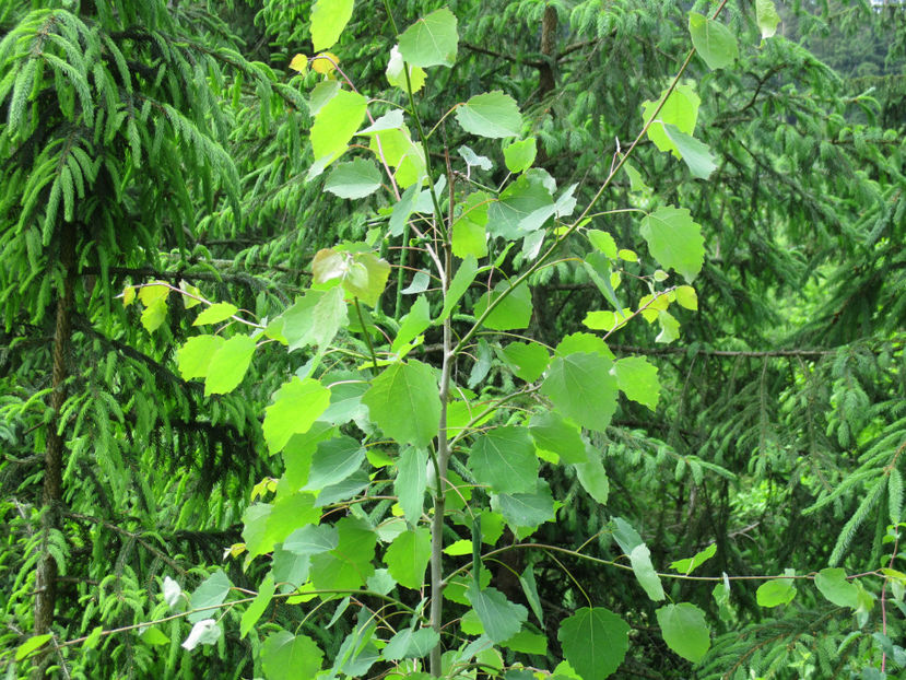 Plop tremurator tanar-nh7 - PLANTE SI FRUNZE DE ARBORI IN HRANA CAPRELOR