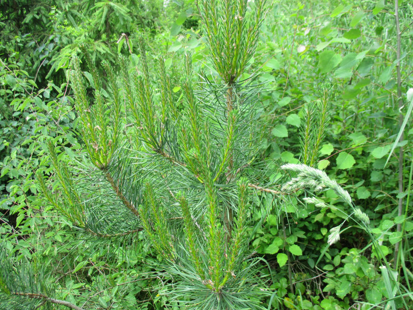 Puiet de pin-43 - PLANTE SI FRUNZE DE ARBORI IN HRANA CAPRELOR