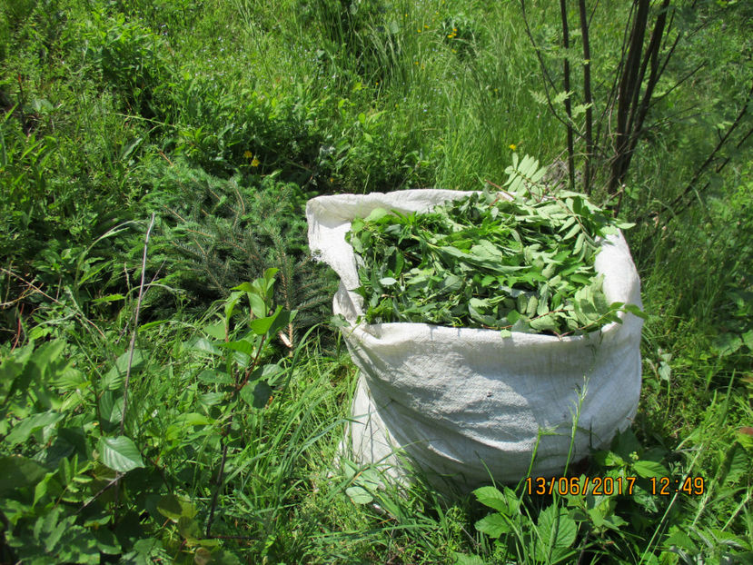Sacul cel mare,,, - PLANTE SI FRUNZE DE ARBORI IN HRANA CAPRELOR