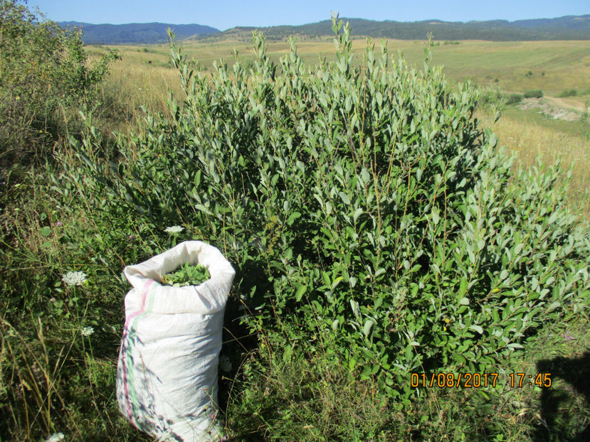 Sacul cu frunze la Alpine-433 - PLANTE SI FRUNZE DE ARBORI IN HRANA CAPRELOR